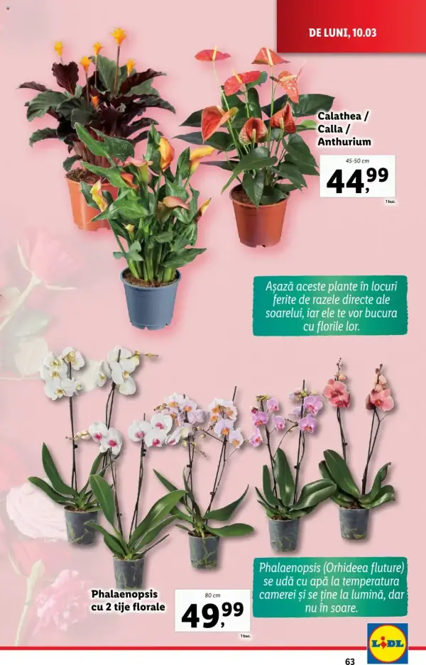 Pagina 63