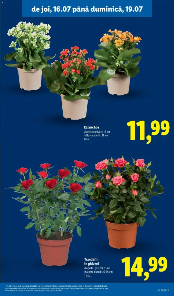 Pagina 61