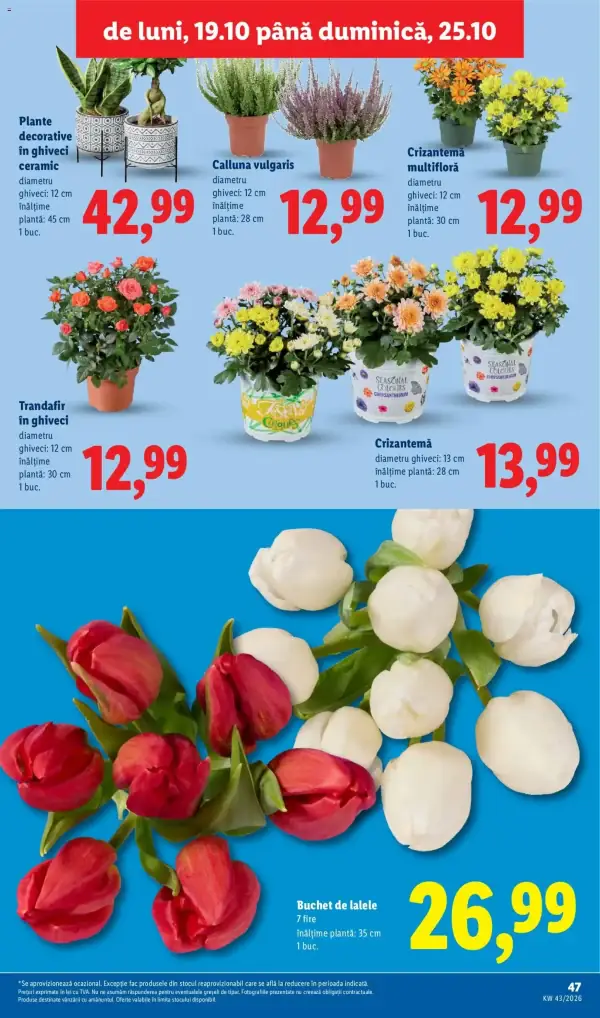 Pagina 47