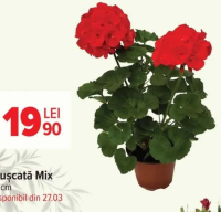 Mușcată Mix 13 cm