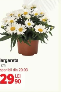Margareta 19 cm
