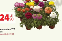 Ranunculus 17P 17 cm