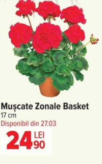 Mușcate Zonale Basket 17 cm