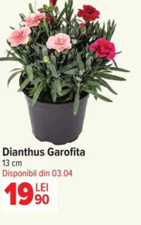 Dianthus Garofita 13 cm