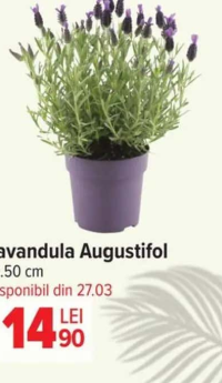 Lavandula Augustifol 10.50 cm