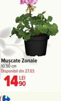 Mușcate Zonale 10.50 cm