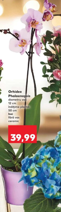 Orhidee Phalaenopsis diametru vas: 12 cm înălțime plantă: 50 cm buc fără vas ceramic
