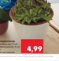 Sempervivum diametru vas: 9 cm înălțime plantă: 5 cm buc fără vas ceramic