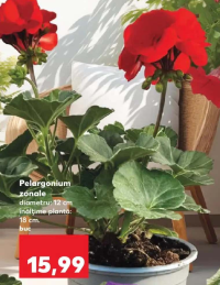 Pelargonium zonale diametru: 12 cm înălțime plantă: 18 cm buc