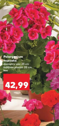 Pelargonium muscata diametru vas: 23 cm înălțime plantă: 20 cm. buc