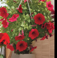 Petunia diametru vas: 23 cm înălțime plantă: 20 cm buc