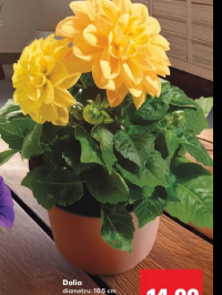 Dalia diametru: 10.5 cm înălțime plantă: 18 cm buc
