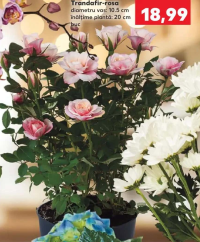 Trandafir-rosa diametru vas: 10.5 cm înălțime plantă: 20 cm buc