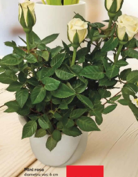 Mini rosa diametru vas: 6 cm înălțime plantă: 8 cm buc fără vas ceramic