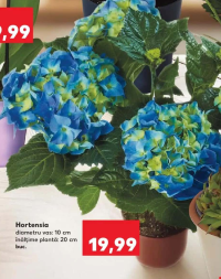 Hortensia diametru vas: 10 cm înălțime plantă: 20 cm buc