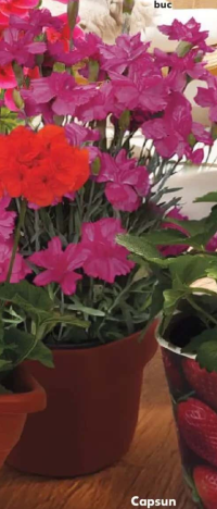 Dianthus - Garofița diametru vas: 10,5 cm înălțime plantă: 16 cm. buc