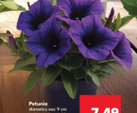 Petunia diametru vas: 9 cm înălțime plantă: 14 cm buc