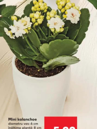 Mini kalanchoe diametru vas: 6 cm înălțime plantă: 8 cm buc fără vas ceramic
