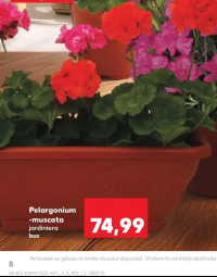 Pelargonium -muscata jardiniera buc