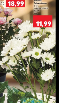 Buchet Crizanteme 3 fire înălțime plantă: 50 cm buc