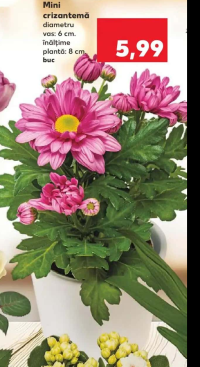 Mini crizantemă diametru vas: 6 cm înălțime plantă: 8 cm buc