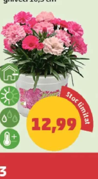 Garofiță Deco ghiveci 10.5 cm