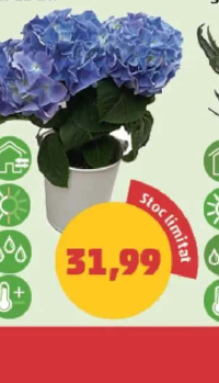 Hortensie Deco vas 11 cm