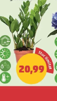 Zamioculcas ghiveci 12 cm