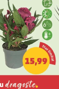 Celosia ghiveci 12 cm