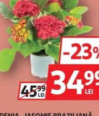 Hortensie Mix culori 15cm