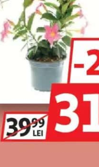 Dipladenia - Iasomie braziliană 17cm