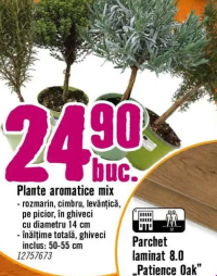 Plante aromatice mix (rozmarin, cimbru, levănțică) 14 cm, 50-55 cm