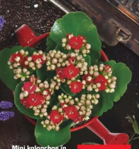 Mini kalanchoe în stropitoare diametru vas: 7 cm înălțime plantă: 10 cm buc
