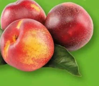 Recolta Profi Nectarine /kg