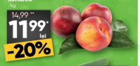recolta profi Nectarine /kg