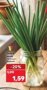 Ceapă verde calitatea I legătură