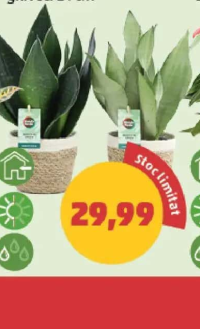 SANSEVERIA DECO ghiveci 14 cm