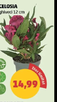 CELOSIA ghiveci 12 cm