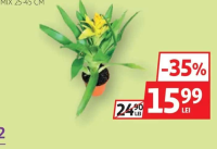 BROMELIA VRIESEA TILLANDSIA MIX 25-45 CM