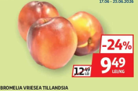 NECTARINE
