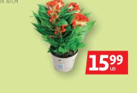 CELOSIA CREATA (CREASTA COCOȘULUI) MIX 30 CM