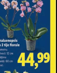 Phalaenopsis cu 2 tije florale 1 buc.