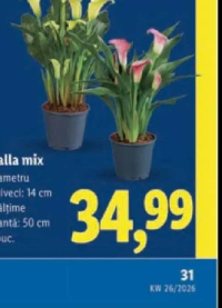 Calla mix 1 buc.
