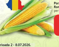 Porumb pentru fiert România per bucată