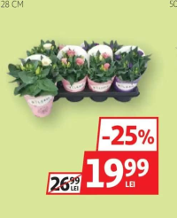 Lisianthus Mix 28 cm