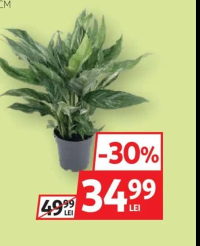 Crinul Păcii Pestriț 50 cm