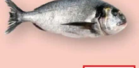 Doradă 300/400 kg