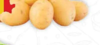 Cartofi noi albi România per kg