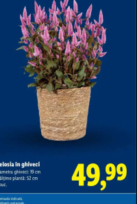 Celosia în ghiveci 1 buc.