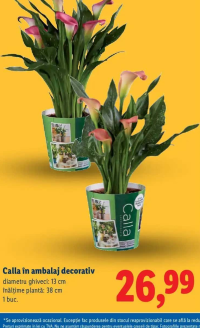 Calla în ambalaj decorativ 1 buc.